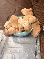 processed/8f4c1a3e-8c98-40a6-83e5-606d39999acd/listing/77a072a1-c8e7-49dd-9f5f-28ed1cdc3966/6caa59d7-ca16-43e9-9d31-f4d8b42fca59