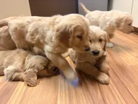 processed/8f4c1a3e-8c98-40a6-83e5-606d39999acd/listing/7b267fb3-fb1f-42e5-ba64-5e6c484ee547/93cfd60f-7496-41ab-995d-62c8d19262fb