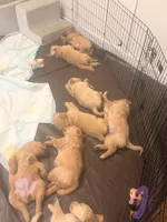 processed/8f4c1a3e-8c98-40a6-83e5-606d39999acd/listing/f71398cc-f019-45a8-881e-61feef526a93/70b0b203-6f2f-4f3b-b796-c11fd484ee5c