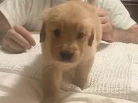 processed/8f4c1a3e-8c98-40a6-83e5-606d39999acd/listing/f71398cc-f019-45a8-881e-61feef526a93/9c4d9f28-1b34-4ac6-a149-34d6cddede24