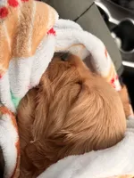 processed/8f4c1a3e-8c98-40a6-83e5-606d39999acd/listing/f71398cc-f019-45a8-881e-61feef526a93/b74c8b4c-9760-4ade-a82b-18a98e2629ea