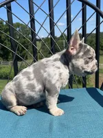 Aria, a female French Bulldog for sale in Howard, OH – 2 of 3