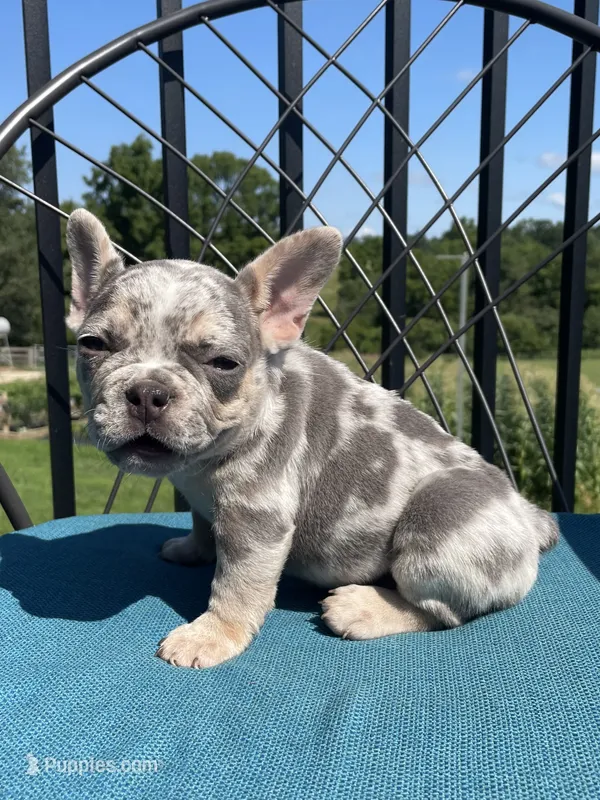 Aria – French Bulldog puppy for sale in Howard, OH