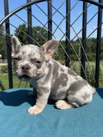 Aria, a female French Bulldog for sale in Howard, OH – 1 of 3