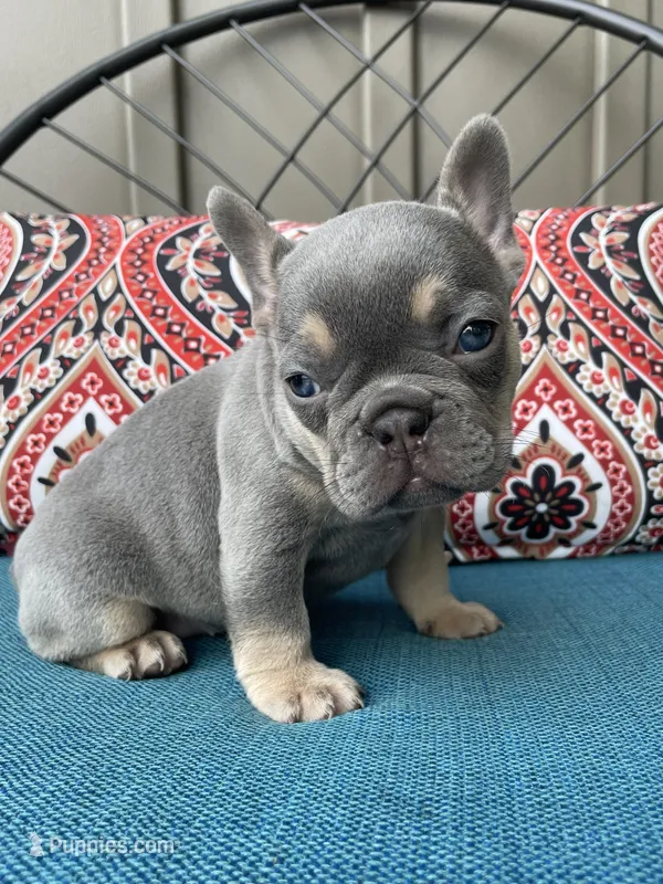 Alisa – French Bulldog puppy for sale in Howard, OH