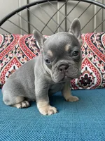 Alisa, a female French Bulldog for sale in Howard, OH – 1 of 3