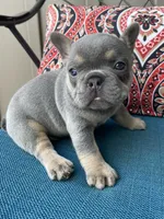 Athena, a female French Bulldog for sale in Howard, OH – 2 of 3