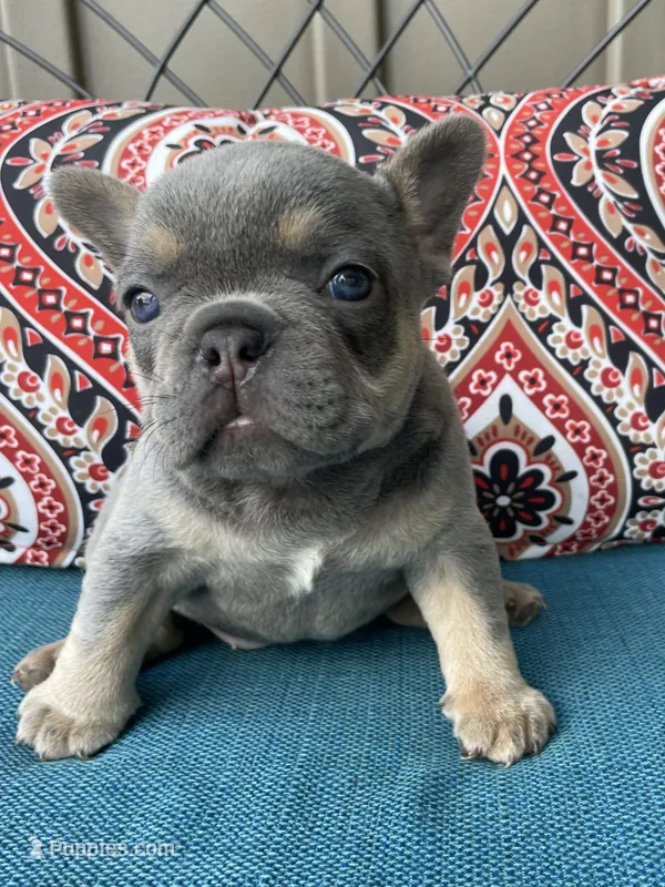 Athena, a female French Bulldog for sale in Howard, OH – 1 of 3