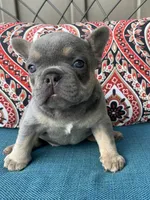 Athena, a female French Bulldog for sale in Howard, OH – 1 of 3