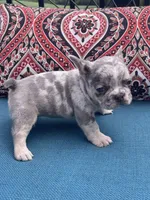 Aria, a female French Bulldog for sale in Howard, OH – 2 of 3
