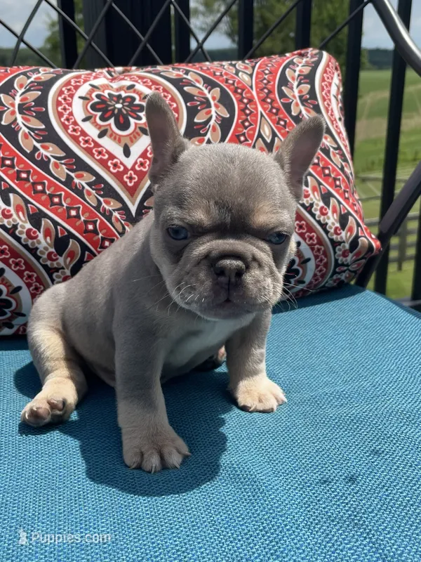 Axel, a male French Bulldog for sale in Howard, OH – 1 of 3