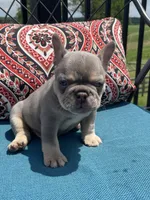 Axel, a male French Bulldog for sale in Howard, OH – 1 of 3