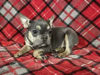 Athena, a female French Bulldog for sale in Howard, OH – Photo 3 of 3