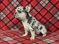 Alysa, a female French Bulldog for sale in Howard, OH – Photo 3 of 3