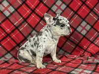 Alysa, a female French Bulldog for sale in Howard, OH – Photo 2 of 3