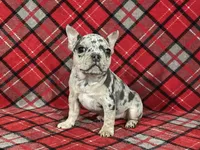Alysa, a female French Bulldog for sale in Howard, OH – Photo 1 of 3