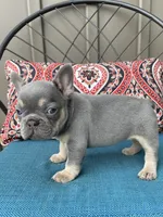 Alisa, a female French Bulldog for sale in Howard, OH – 3 of 3