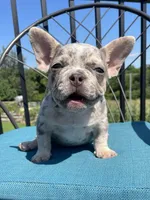 Aria, a female French Bulldog for sale in Howard, OH – 3 of 3