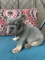 Athena, a female French Bulldog for sale in Howard, OH – 3 of 3