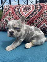 Aria, a female French Bulldog for sale in Howard, OH – 3 of 3