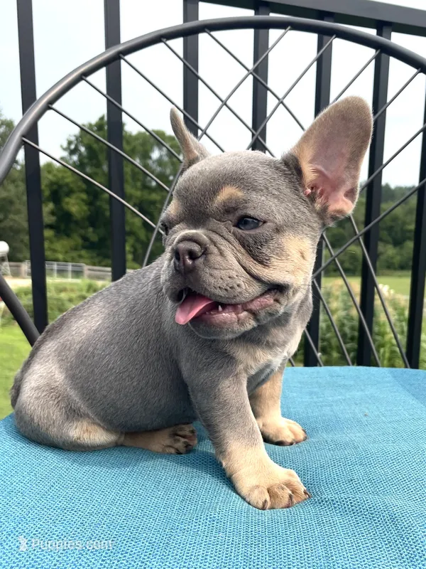 Athena – French Bulldog puppy for sale in Howard, OH