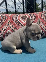 Axel, a male French Bulldog for sale in Howard, OH – 2 of 3