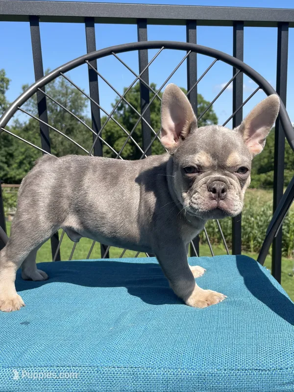 Axel – French Bulldog puppy for sale in Howard, OH