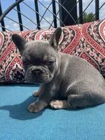 Ashton, a male French Bulldog for sale in Howard, OH – 2 of 3