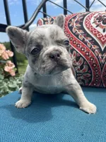 Aria, a female French Bulldog for sale in Howard, OH – 1 of 3