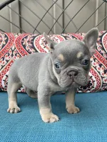 Alisa, a female French Bulldog for sale in Howard, OH – 2 of 3