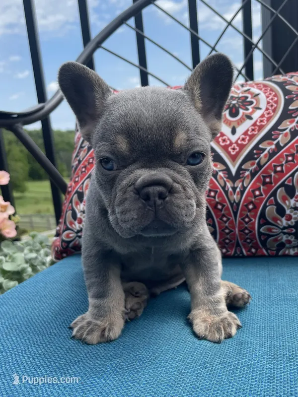 Ashton, a male French Bulldog for sale in Howard, OH – 1 of 3