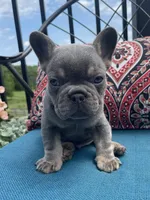 Ashton, a male French Bulldog for sale in Howard, OH – 1 of 3
