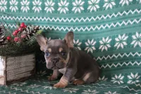 Rover, a male French Bulldog for sale in Howard, OH – Photo 3 of 3