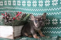 Rover, a male French Bulldog for sale in Howard, OH – Photo 1 of 3