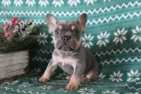 Rover, a male French Bulldog for sale in Howard, OH – Photo 2 of 3