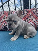 Axel, a male French Bulldog for sale in Howard, OH – 3 of 3