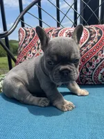 Ashton, a male French Bulldog for sale in Howard, OH – 3 of 3