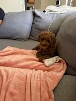 Beans , a male Miniature Goldendoodle for sale in Cranston, RI – Photo 2 of 3