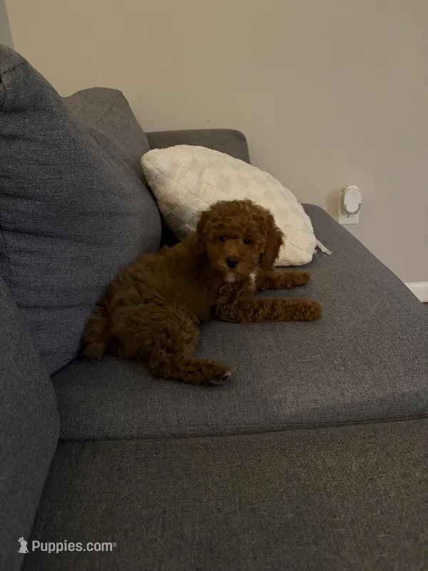 Beans  – Miniature Goldendoodle puppy for sale in Cranston, RI
