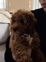 Beans , a male Miniature Goldendoodle for sale in Cranston, RI – Photo 3 of 3