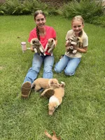 Chubbs, a male Collie for sale in Starkville, MS – 3 of 4