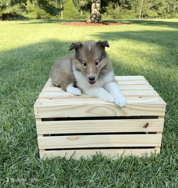 Roxie – Collie puppy for sale in Starkville, MS