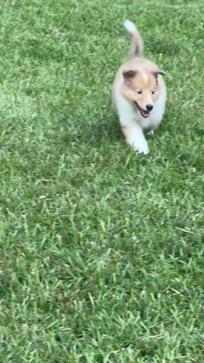 AKC Sweetie, a female Collie for sale in Starkville, MS – 4 of 5