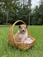 Roxie, a female Collie for sale in Starkville, MS – 1 of 3