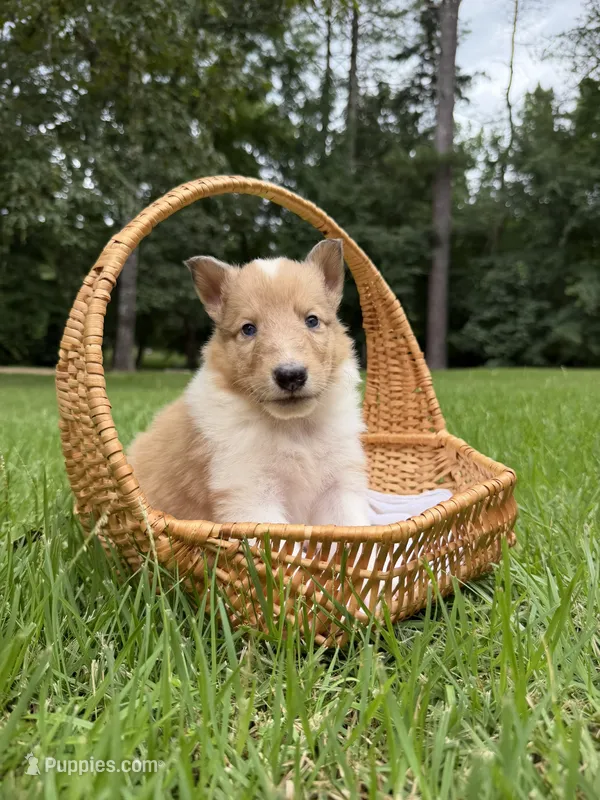 LaLa – Collie puppy for sale in Starkville, MS