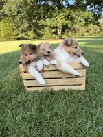 AKC Stormy, a female Collie for sale in Starkville, MS – 2 of 4