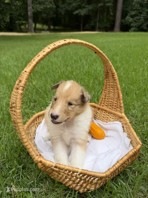 Sweetie – Collie puppy for sale in Starkville, MS