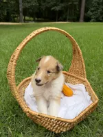 Sweetie, a female Collie for sale in Starkville, MS – 1 of 2