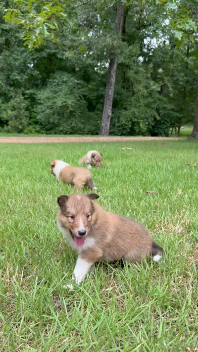 Chubbs, a male Collie for sale in Starkville, MS – 4 of 4
