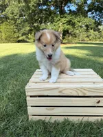 AKC Sweetie, a female Collie for sale in Starkville, MS – 1 of 5